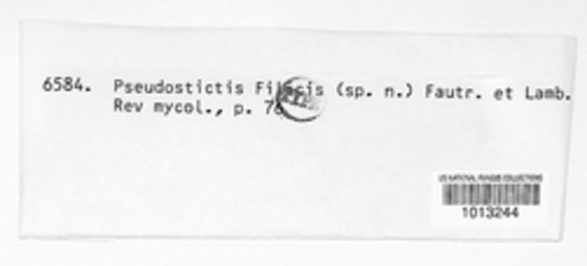 Pseudostictis filicis image